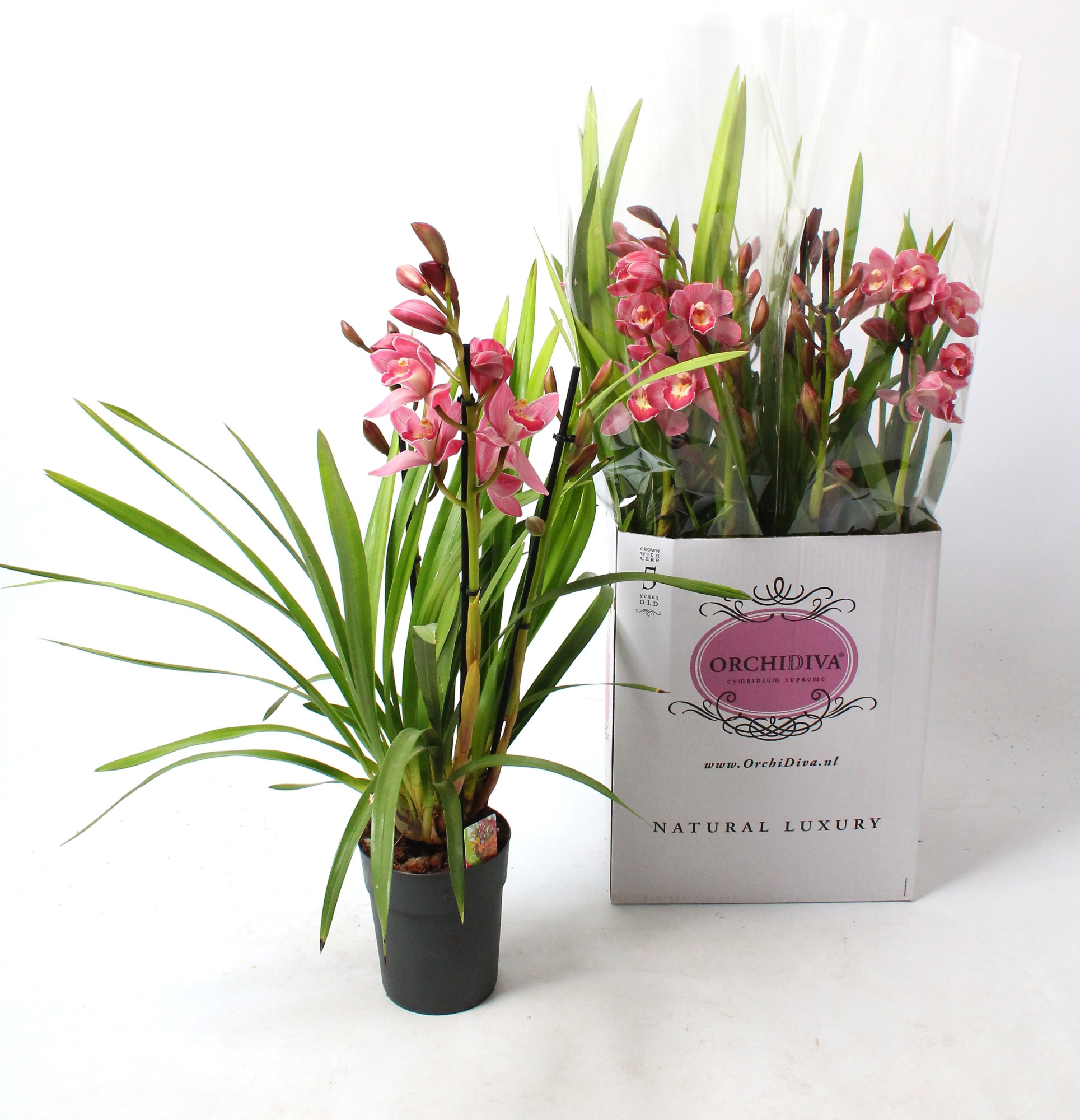 Cymbidium licht roze 3-4 tak, D 14