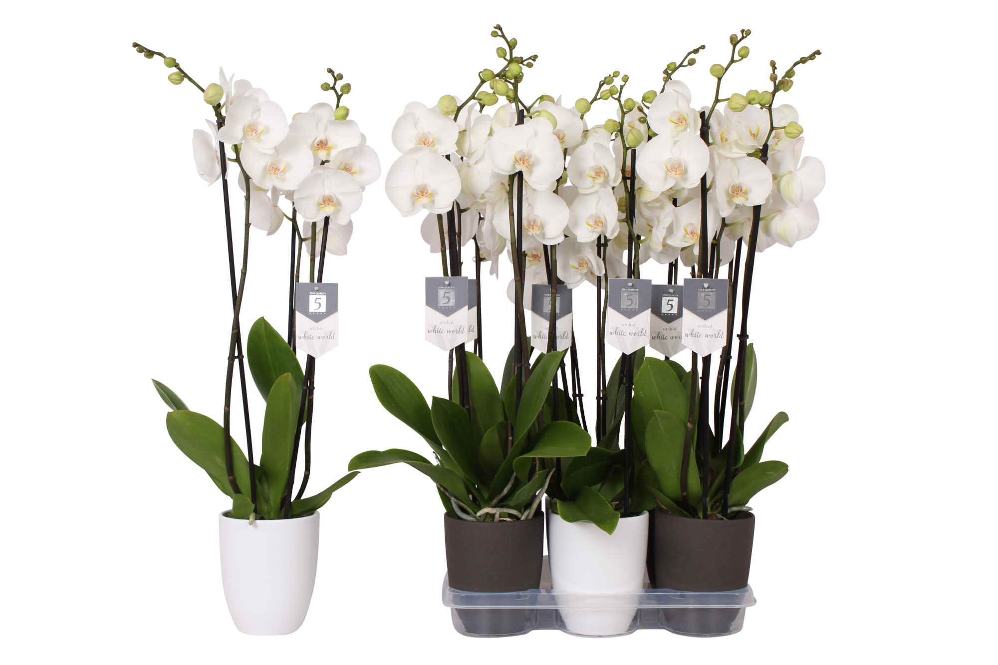 Phalaenopsis White World, 3-spike White and Anthracite Ceramics, D 12