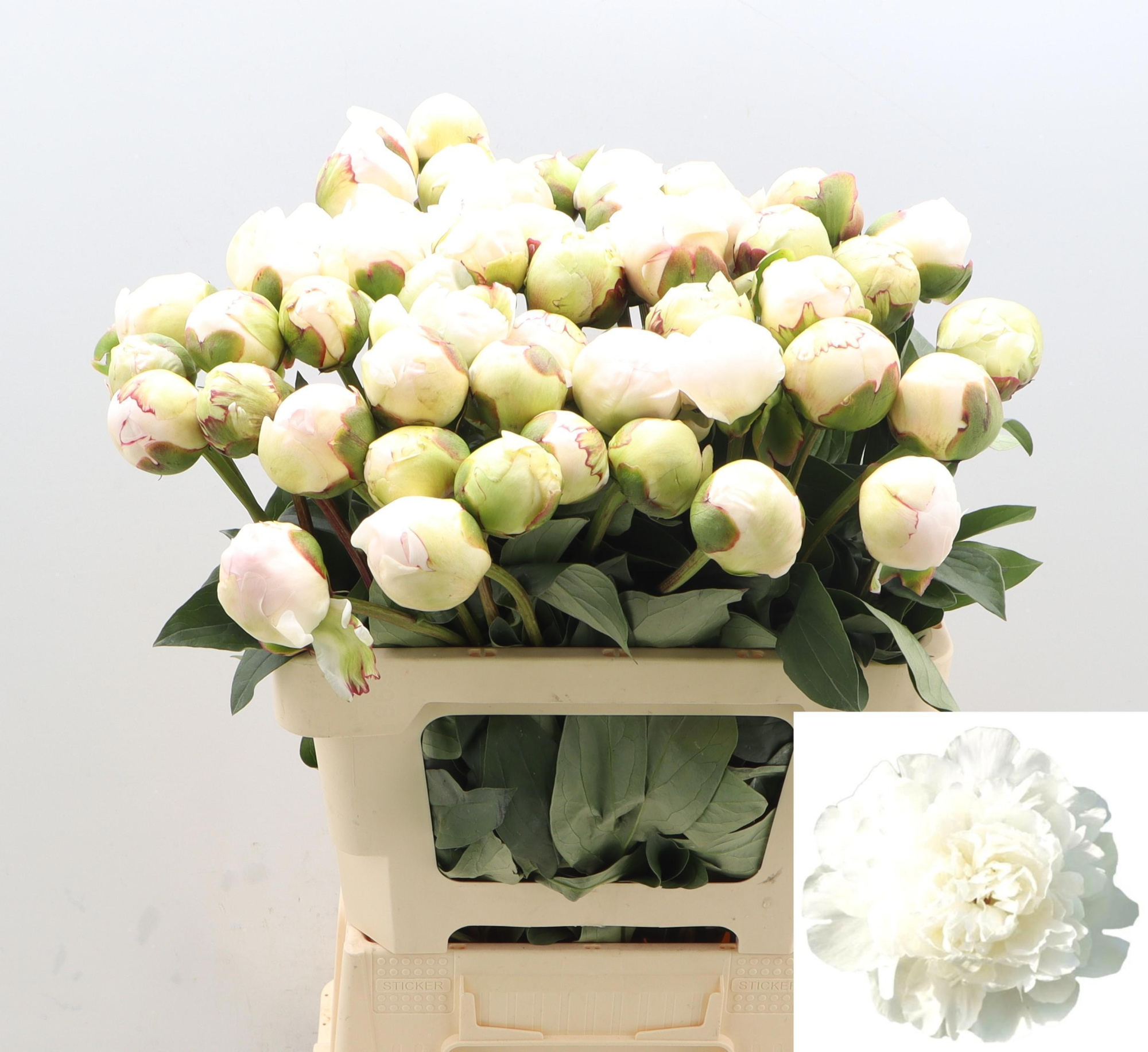 Пион Генри Сасс 60, шт.