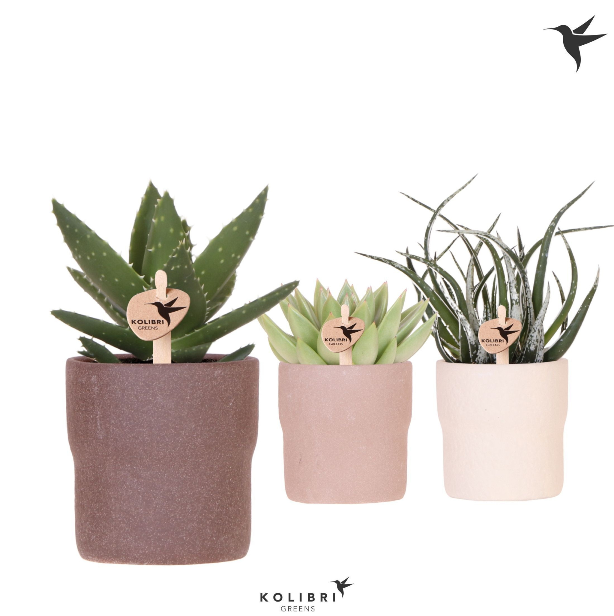 Kolibri Greens Succulenten mix in Rustic pot sand mix, D 9