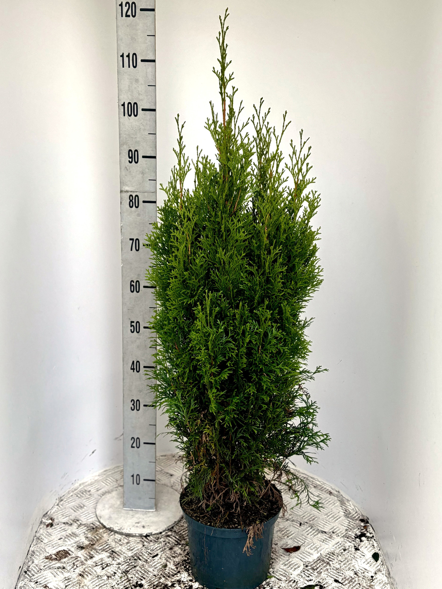 Thuja occ. 'Smaragd', D 19