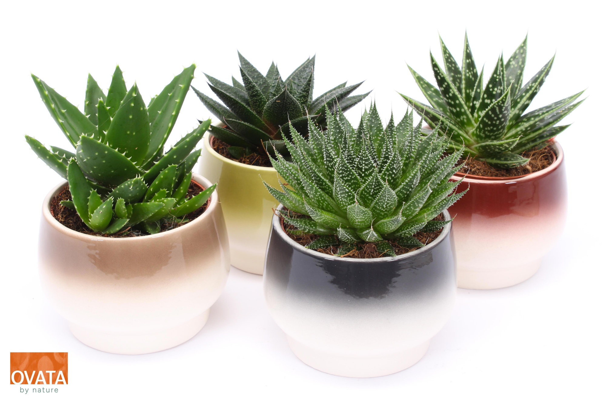 ROCKS mix in Amalfi 15, D 15