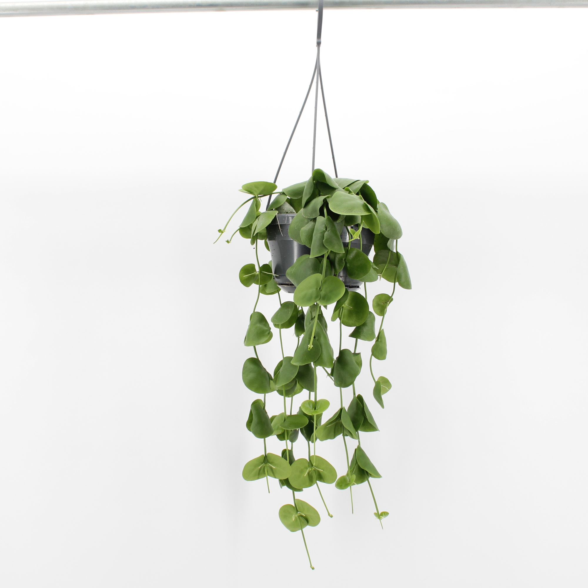 Dischidia Platyphylla, D 14