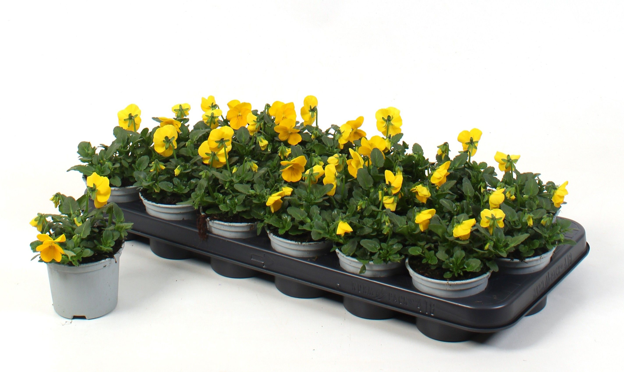 Viola Cornuta Yellow (viool), D 9