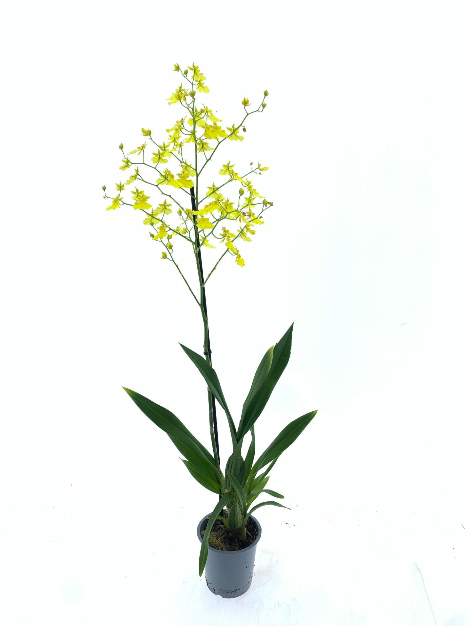 Oncidium Lemon Drop, D 12