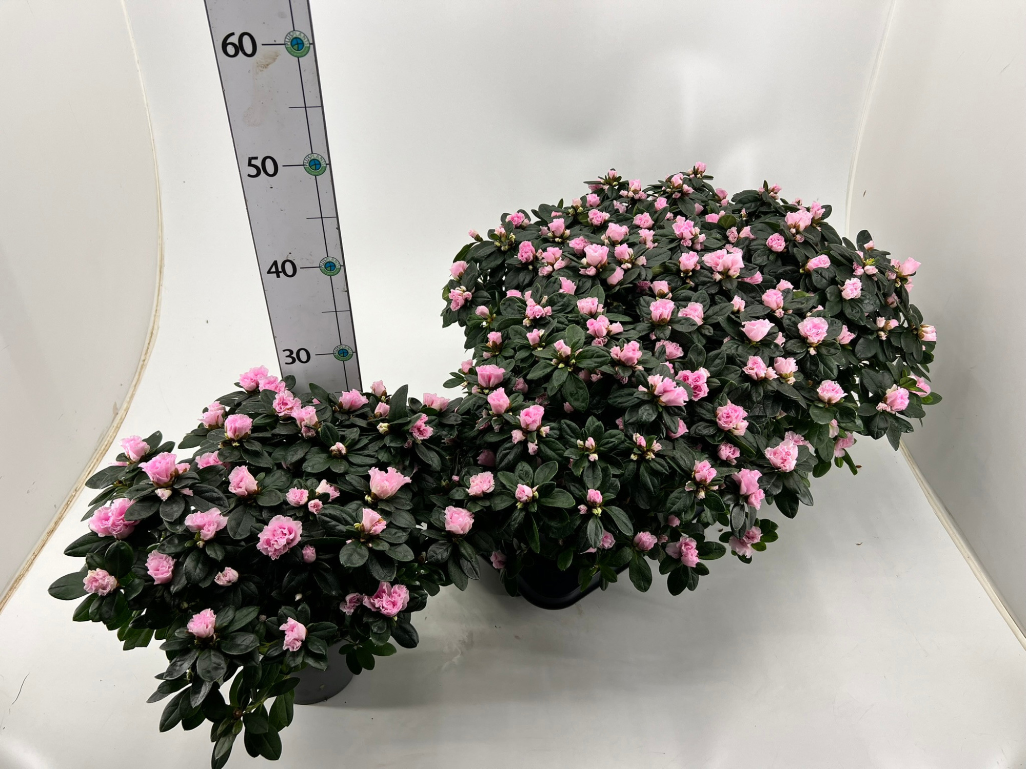 Rhododendron simsii T14 light pink, D 14