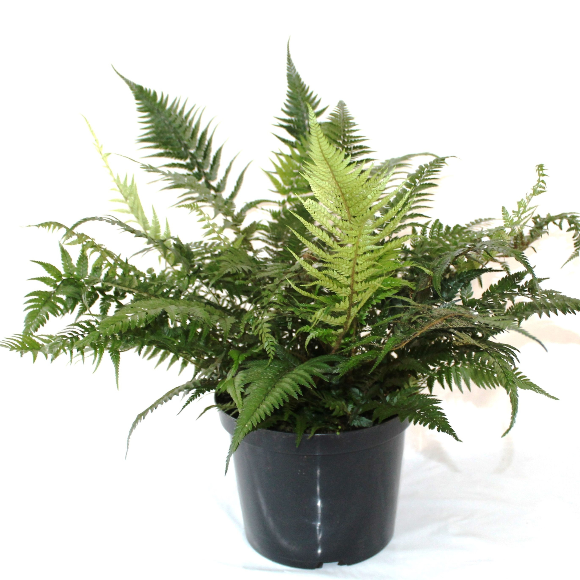 Athyrium Spicatum - De varen voor binnen en buiten, D 24