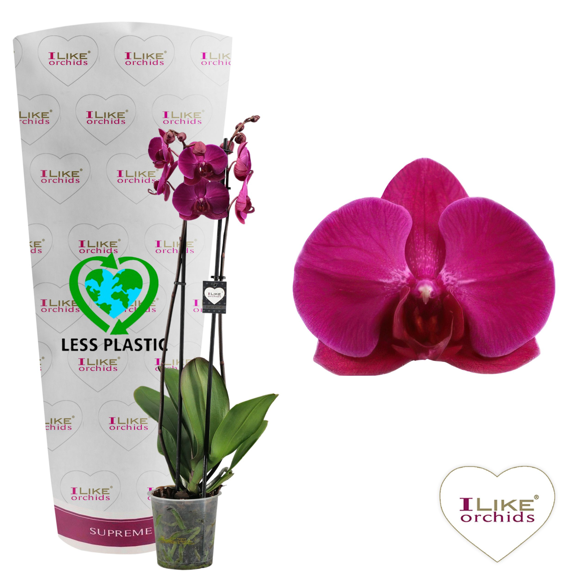 Phalaenopsis Stellenbosch - 2 tak 80cm (Less Plastic), D 12