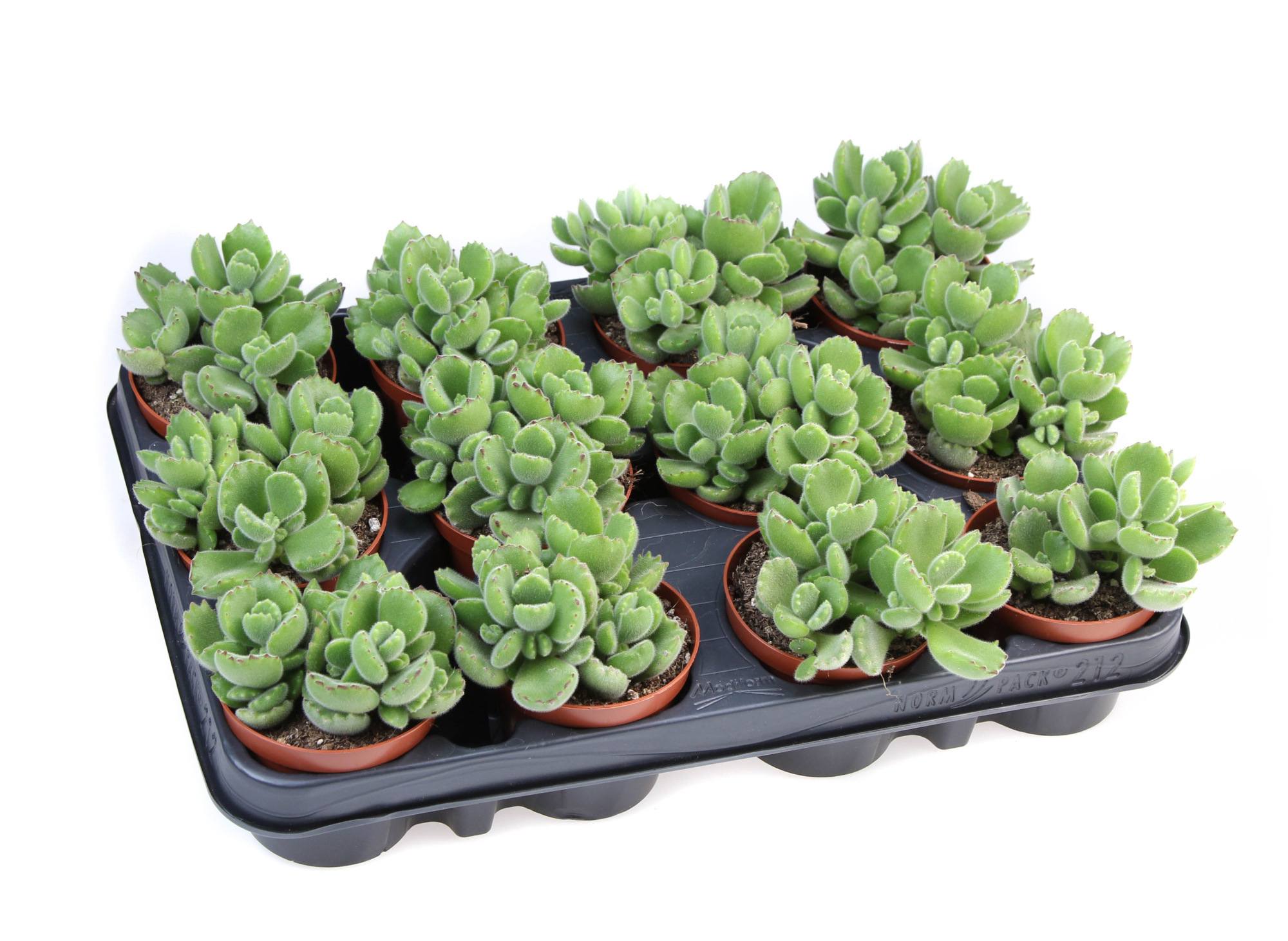 Cotyledon Ladysmithiensis, D 8,5