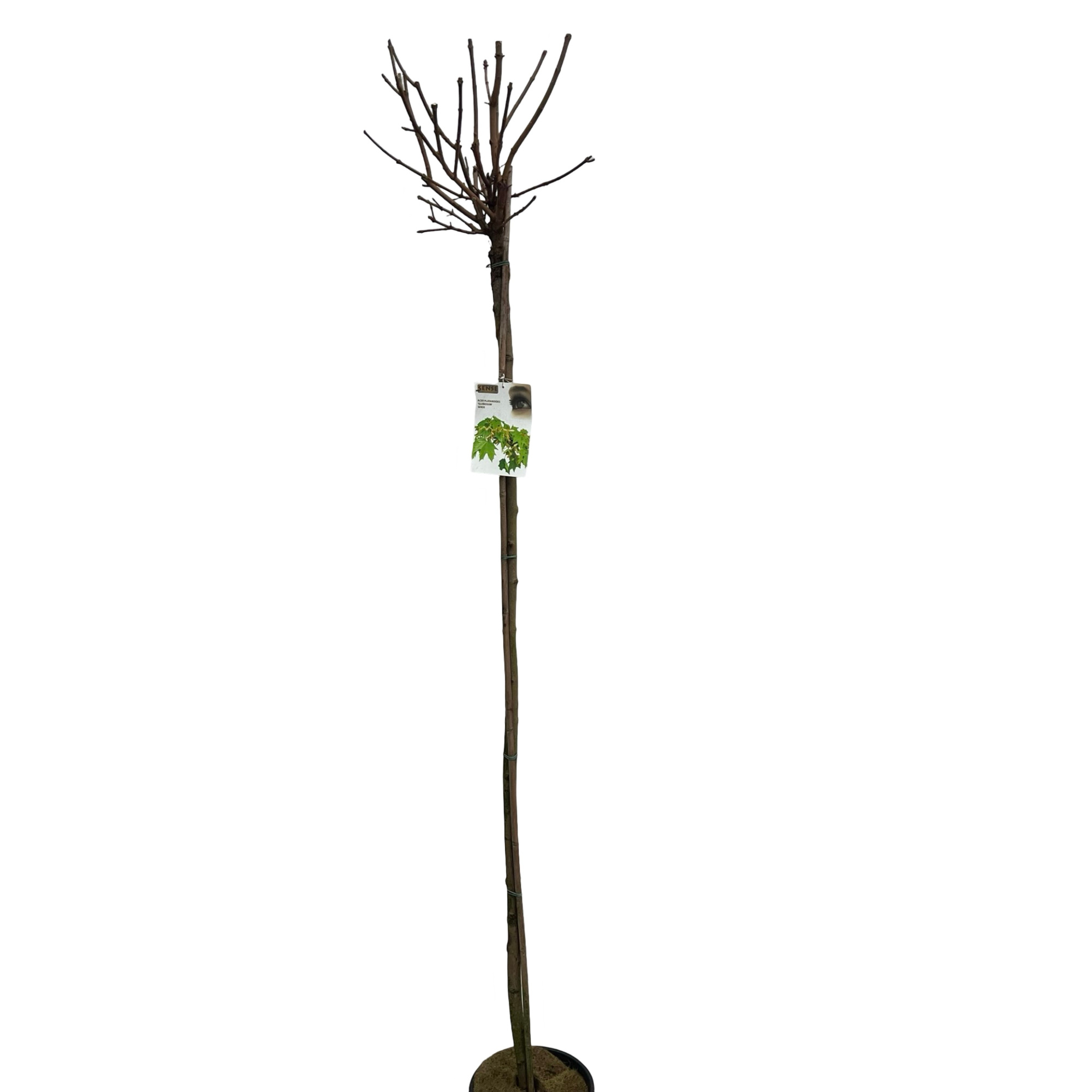 Acer plat. 'Globosum' stam 180cm, D 27