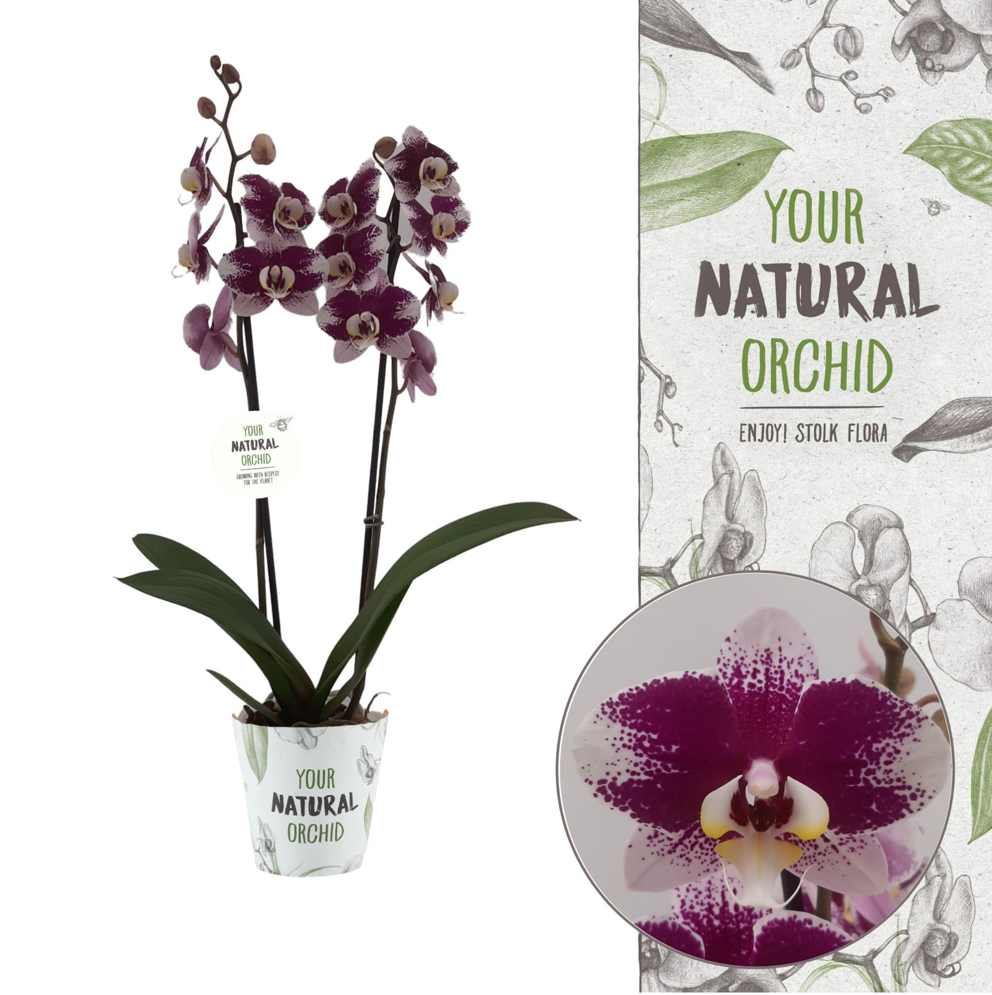 Your Natural Orchid | Barcelona | Phalaenopsis 2 spike, D 12