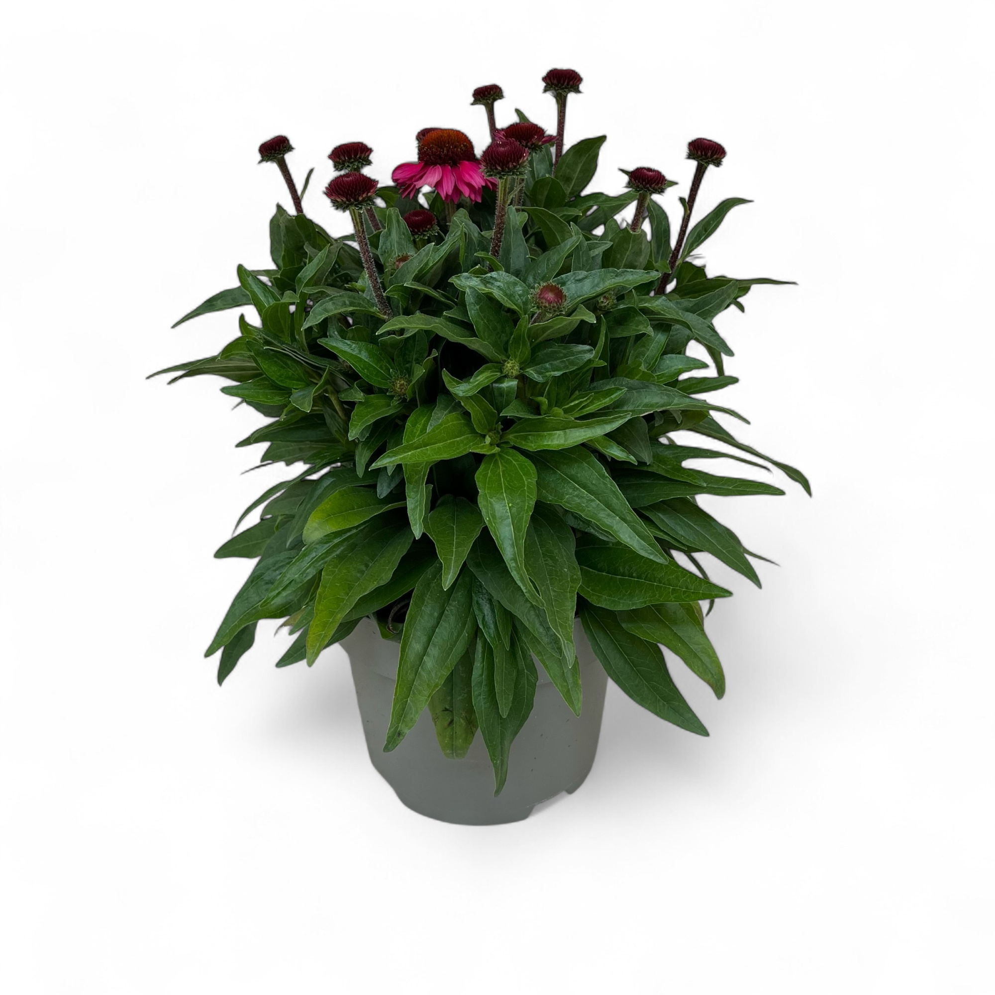 Echinacea SunSeekers Pink C3, D 19