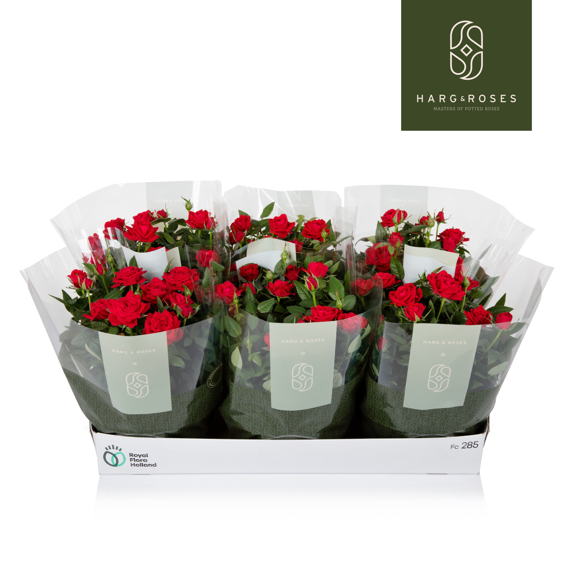 Rosa Kordana Apache Schaal (Rood), D 21