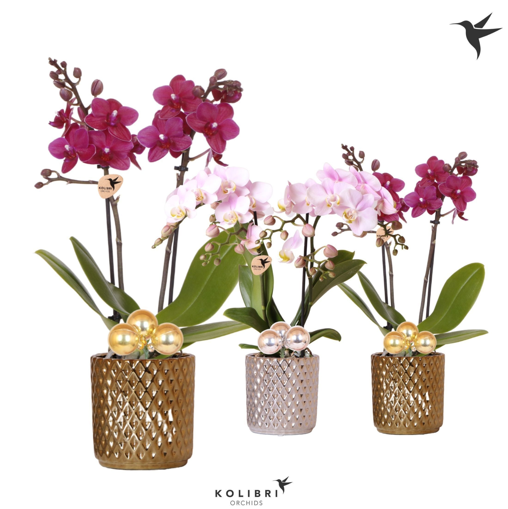 Kolibri Orchids Phalaenopsis mix 2 spike in Diamond pot mix Xmas, D 9