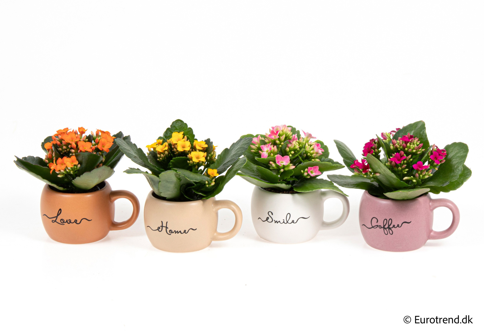 Kalanchoe in New Look ceramic 2026, D 6