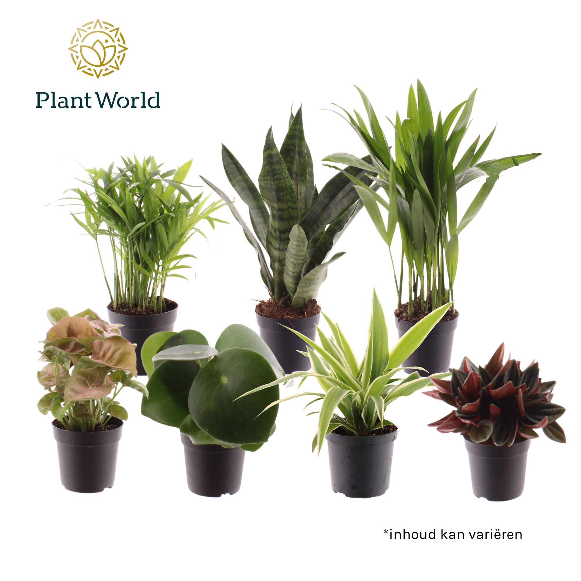 Keen on Green mix Indiana 7 cm, D 7