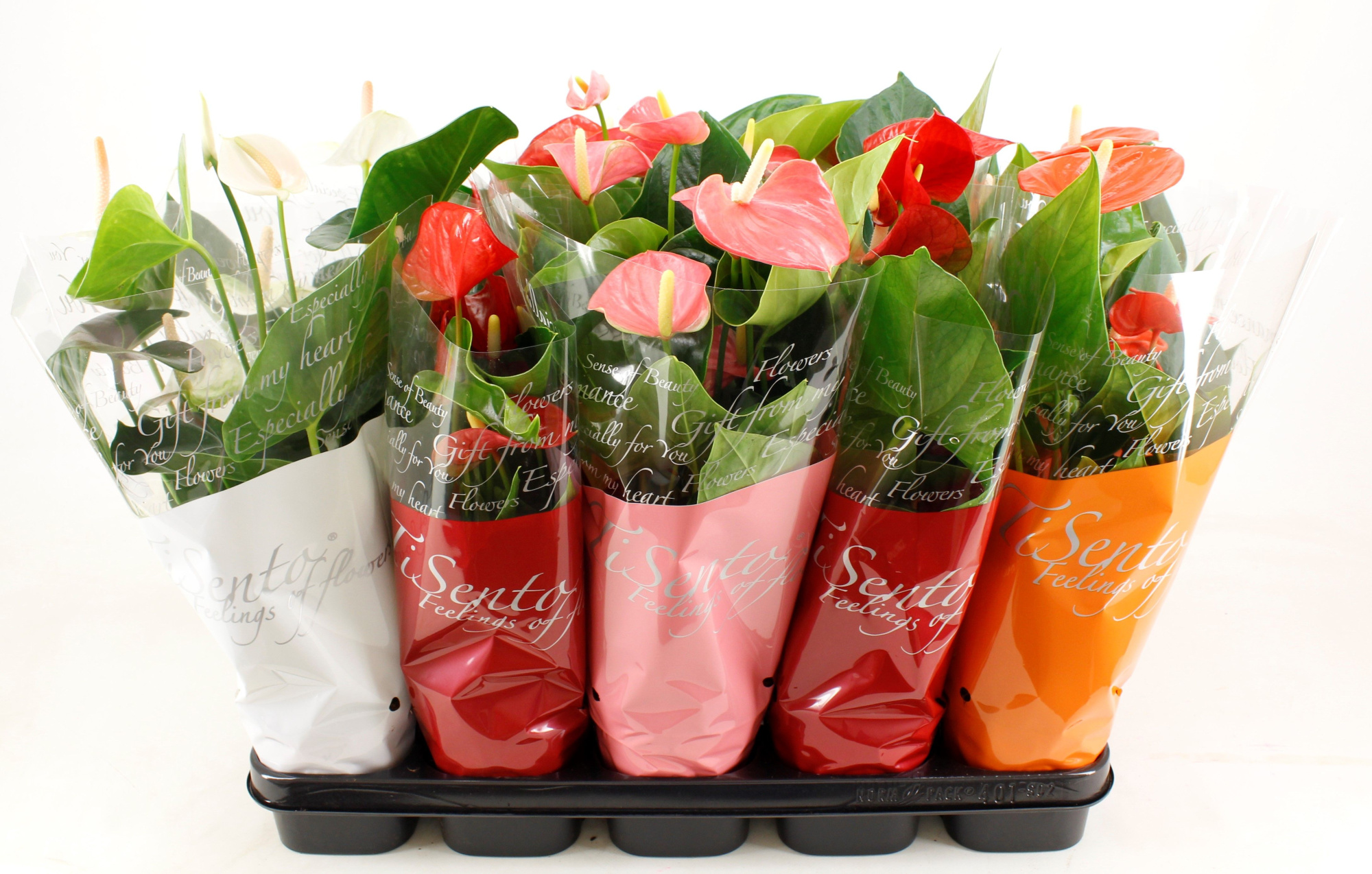 Anthurium 12 cm Mix, D 12