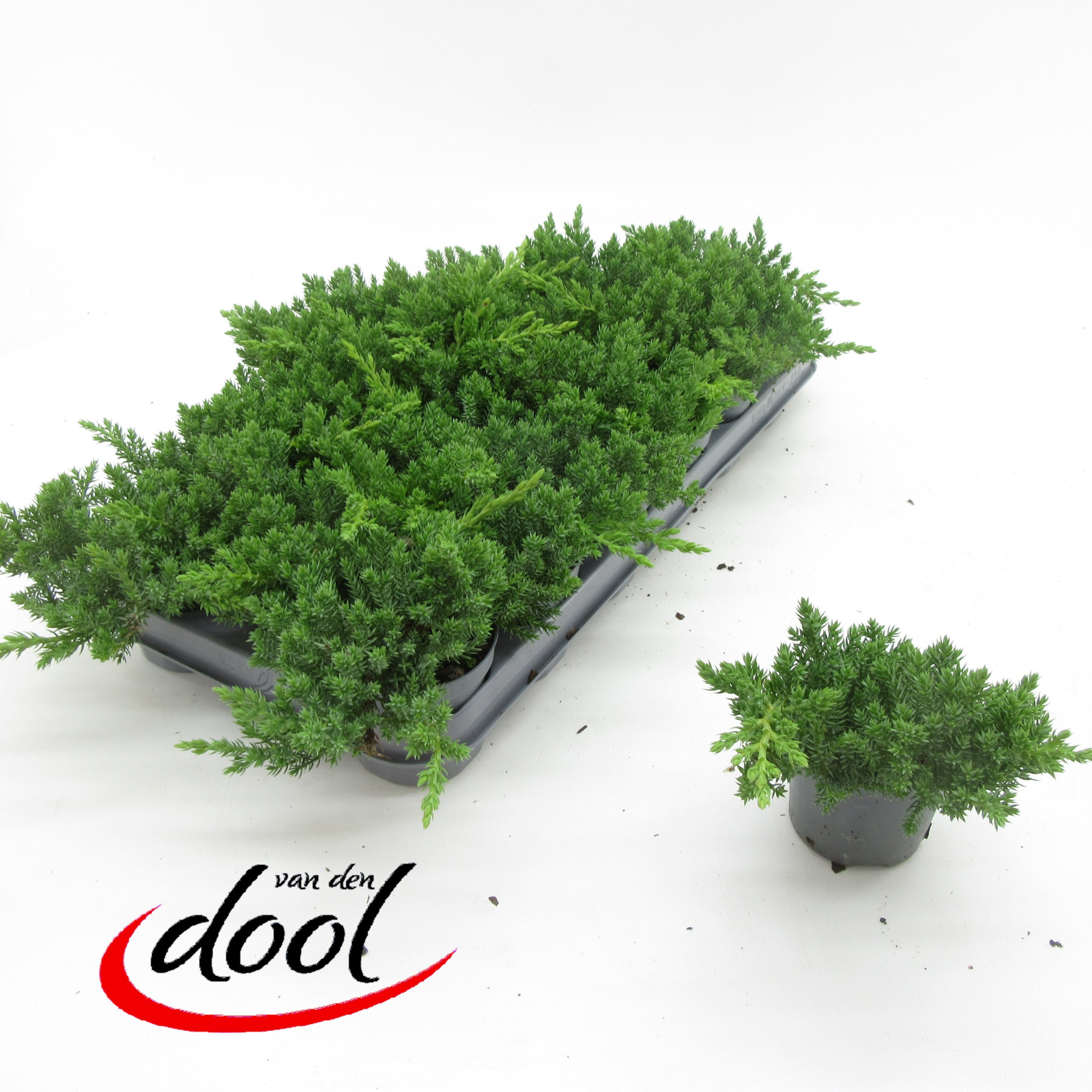 Juniperus proc Nana, D 9