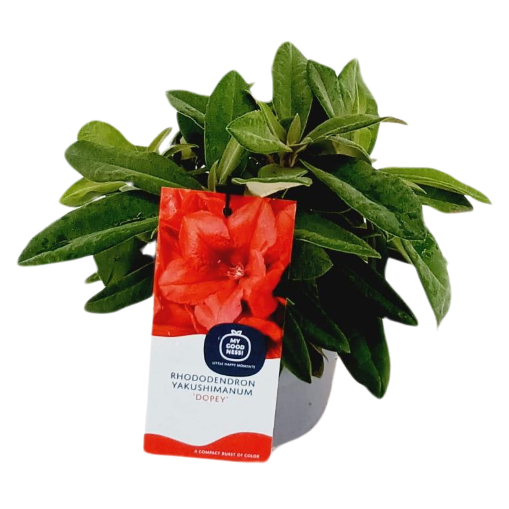 Rhododendron Yakushimanum 15-20 /1.5 liter 'Dopey', D 15