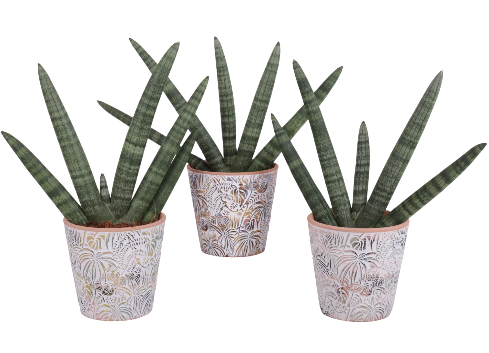 Sansevieria Cylindrica Handshake in Ø14cm Ceramic Pot Jungle, D 14