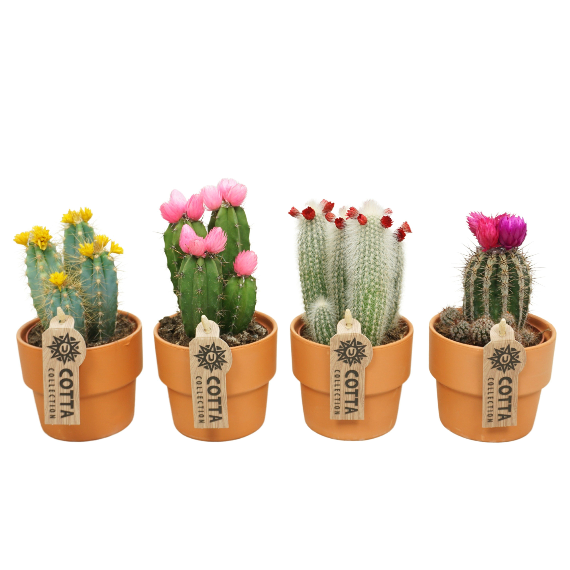 Cactus mix stro & plakbloem in 10 cm 'Terracotta Kraagpot', D 8,5