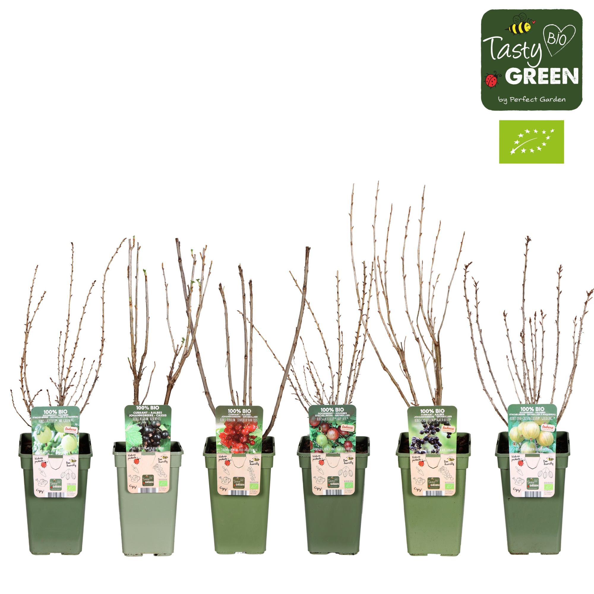 Ribes mix laag bio P19, D 19