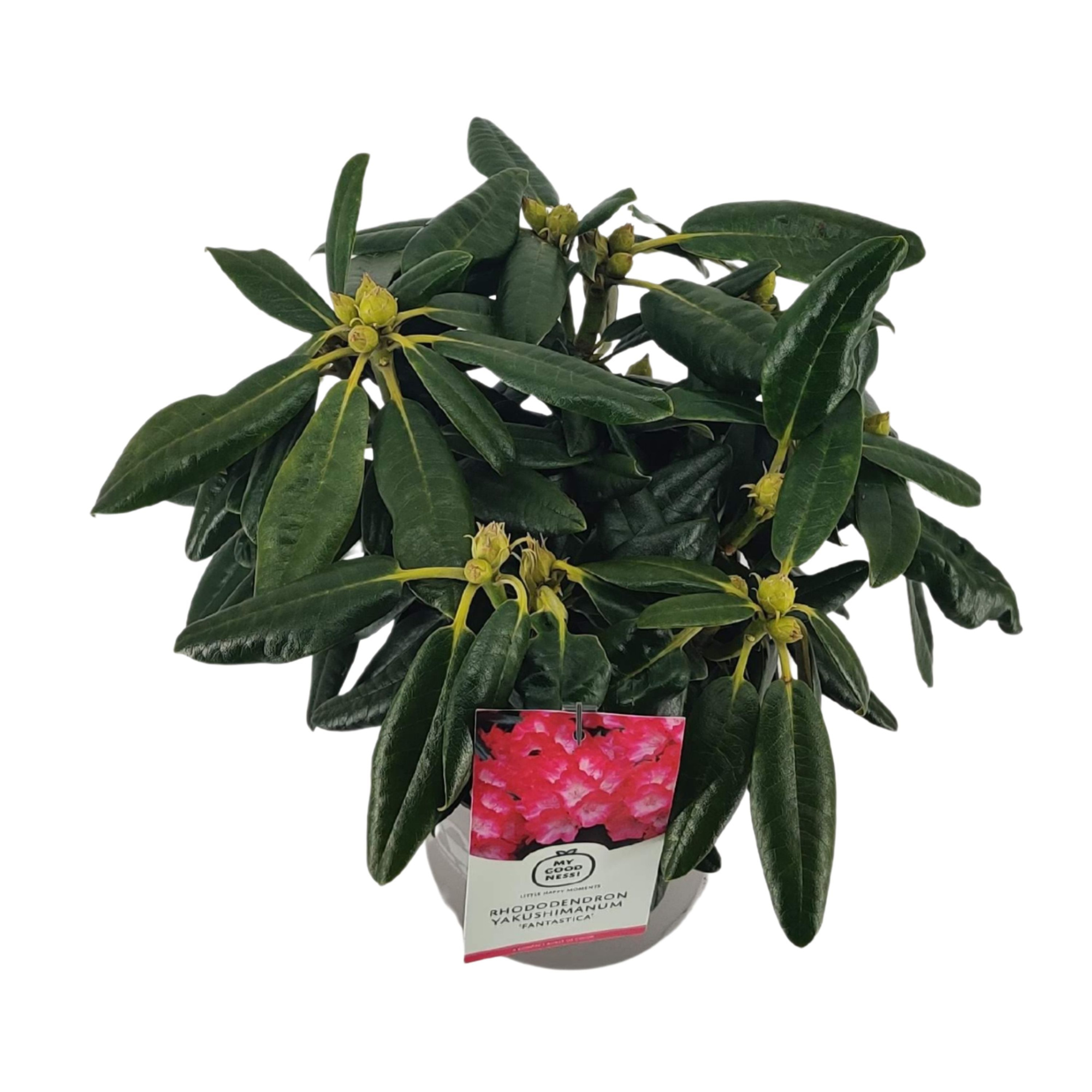 Rhododendron 30-40 /4 liter 'Fantastica' yakushimanum, D 21