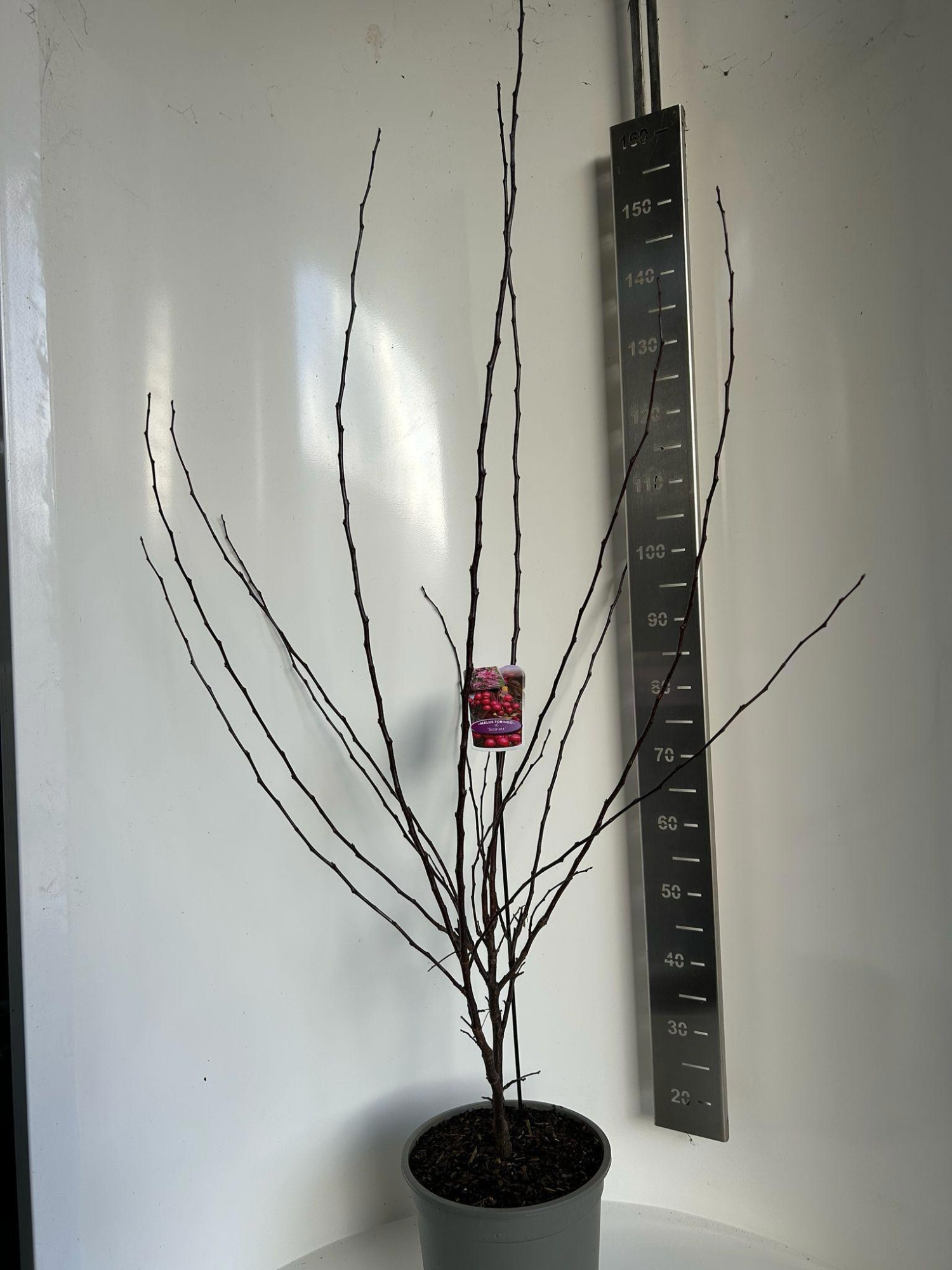 Malus 'Veitch's Scarlet', D 29