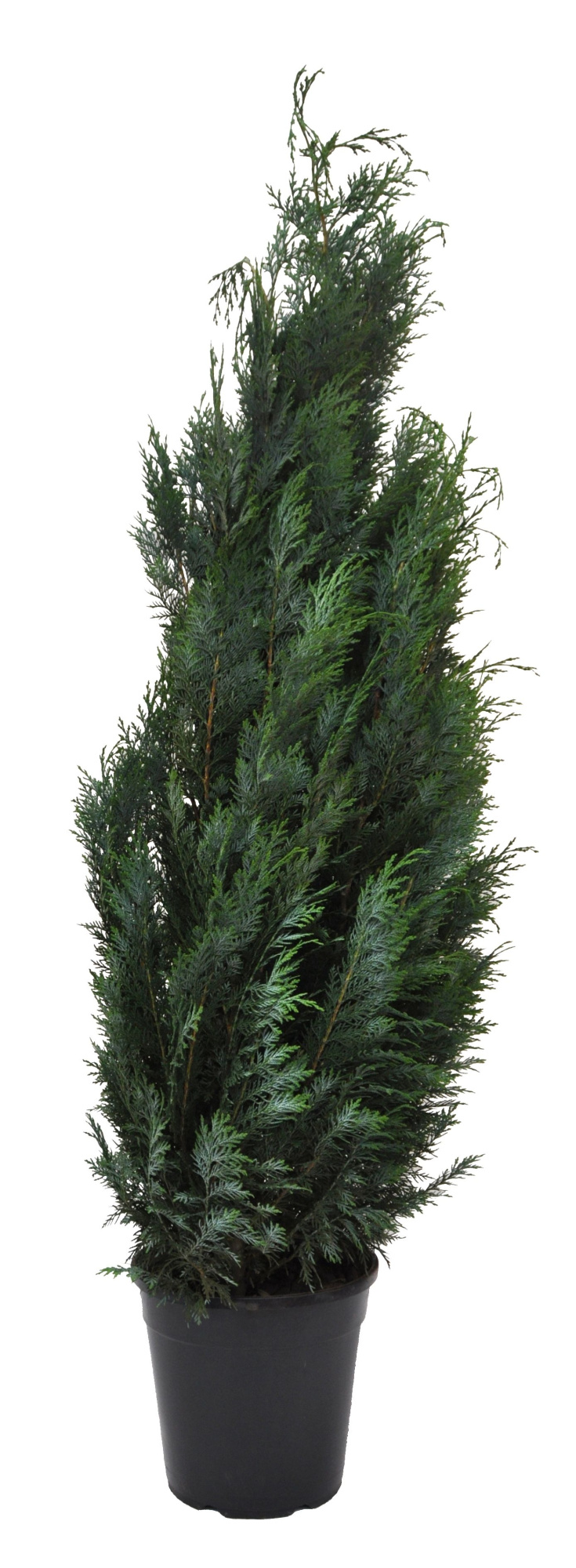 Chamaecyparis law. Columnaris, plantmaat 120-140 cm - Rondgestoken -, D 27