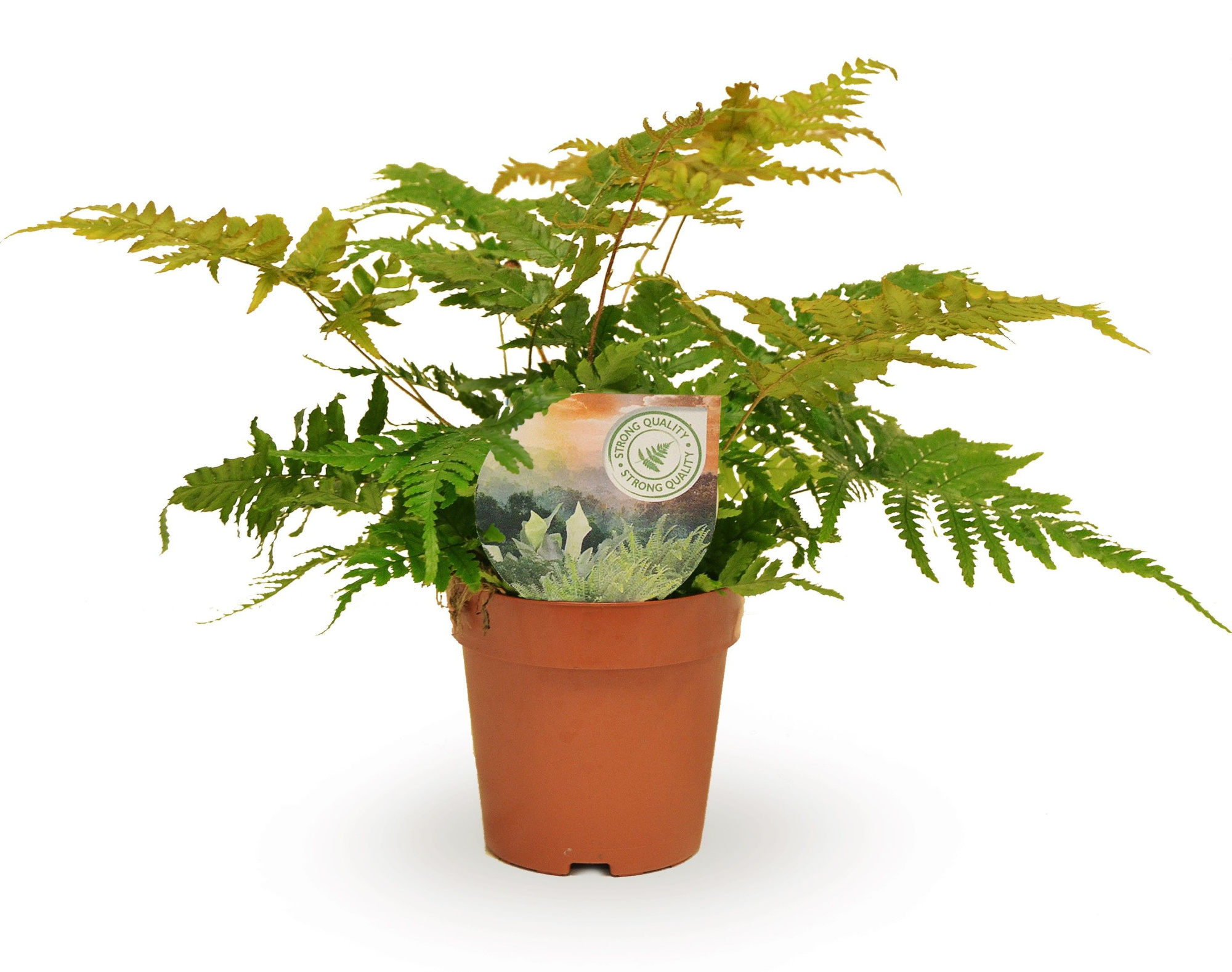 Dryopteris erythrosora, D 12