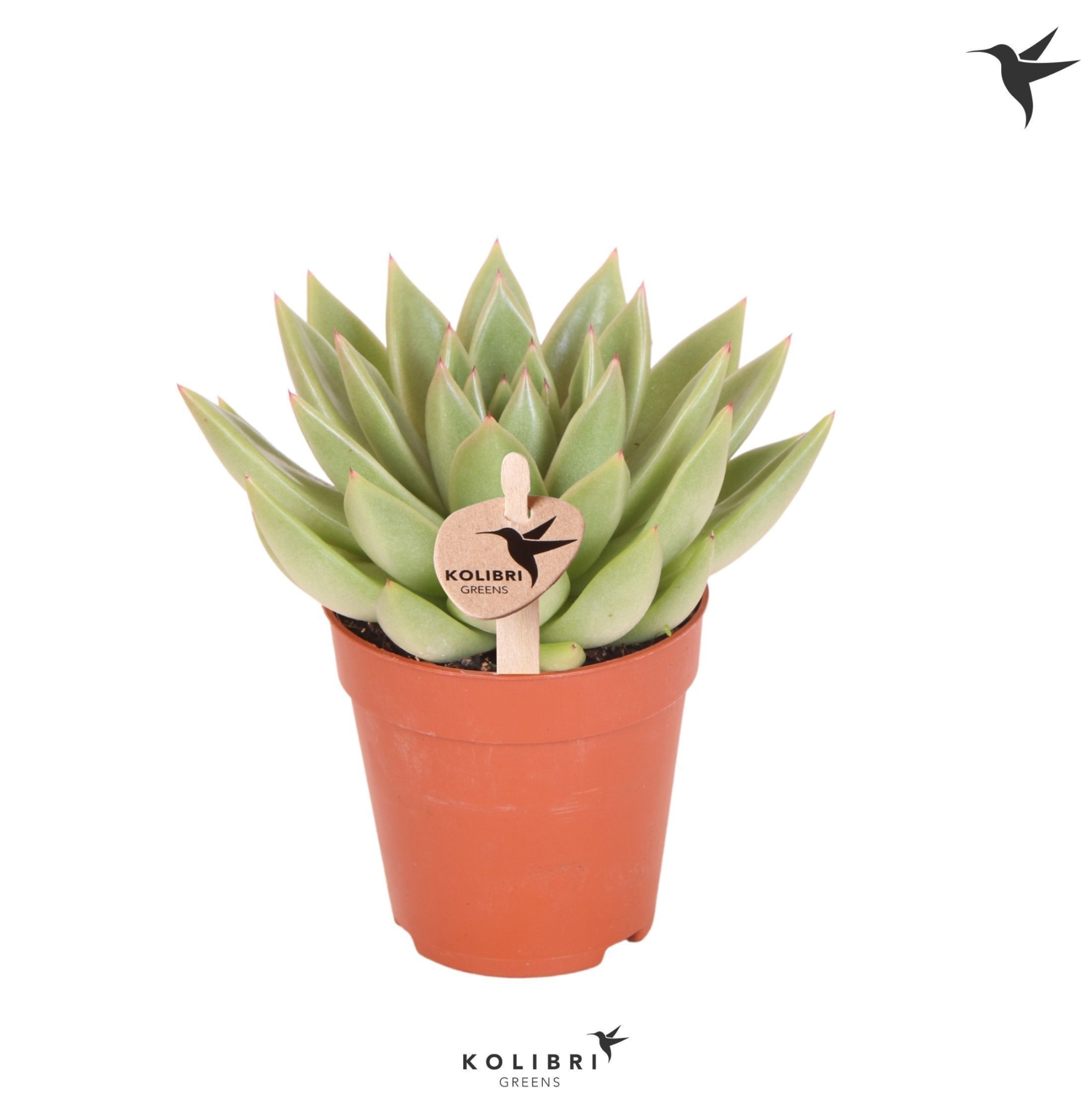 Kolibri Greens Succulenten Echeveria Miranda, D 9 cm