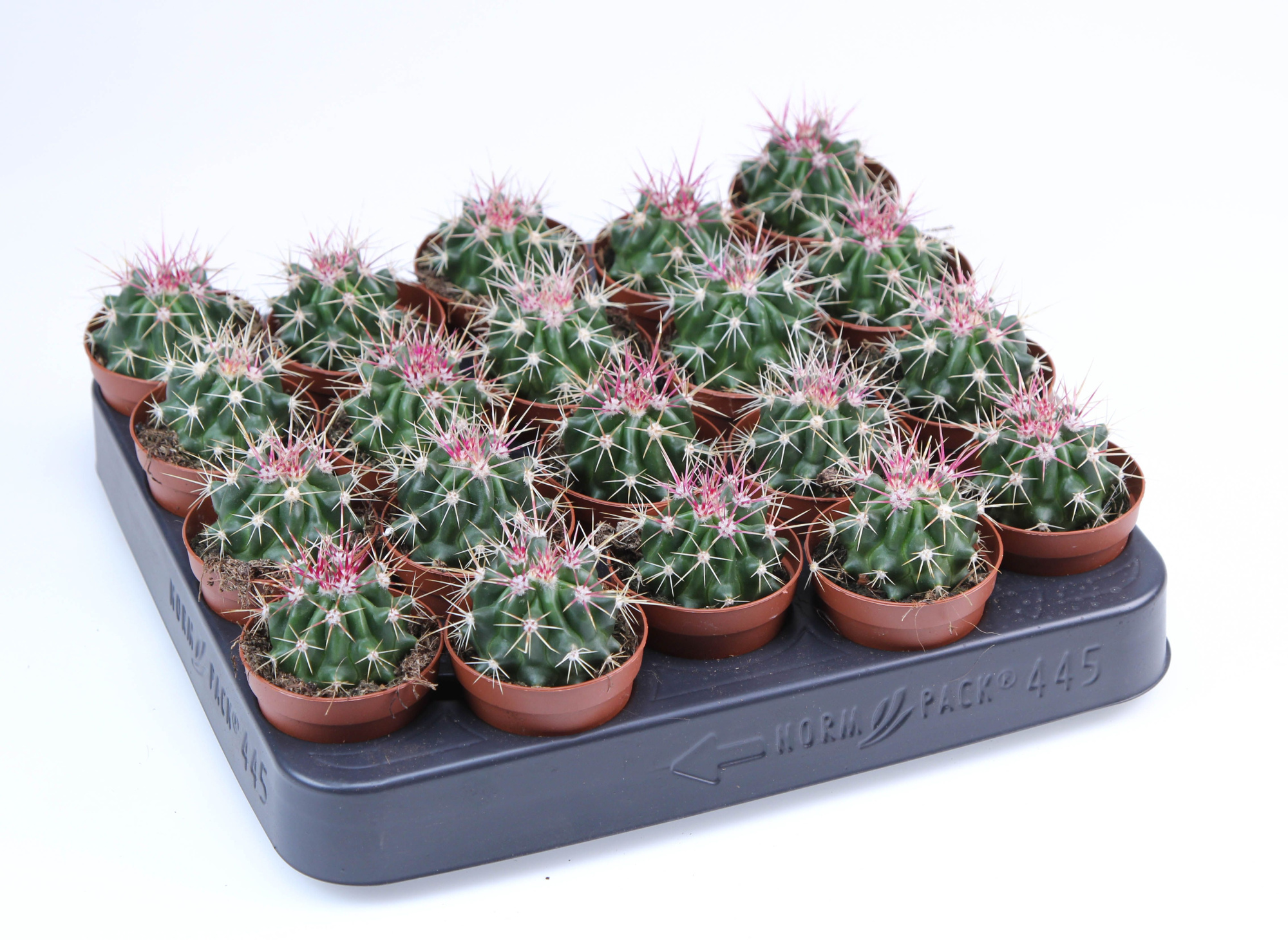 Ferocactus Stainesii E, D 5,5