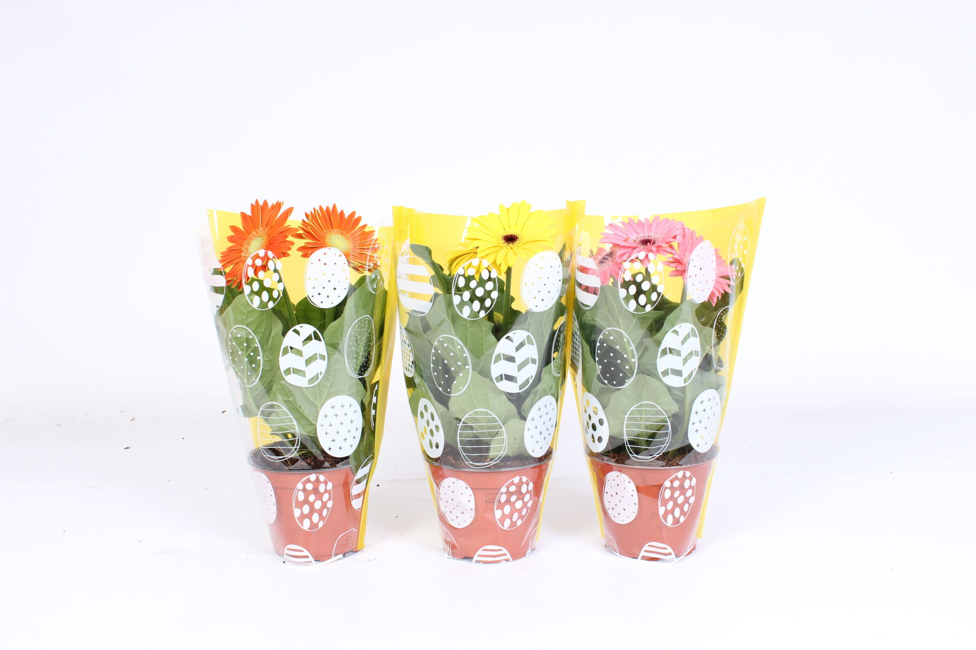 Gerbera gemengd 2+bl 12cm paasei hoes, D 12