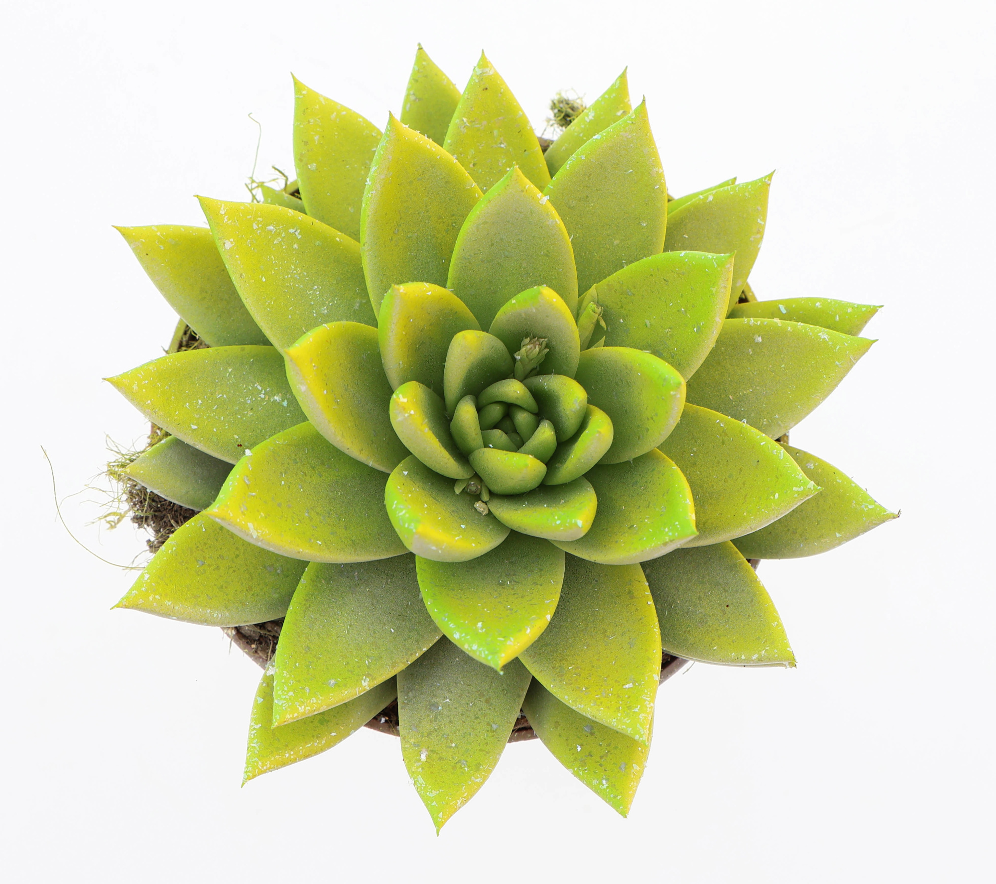 Miranda easter multi glittermix, D 12