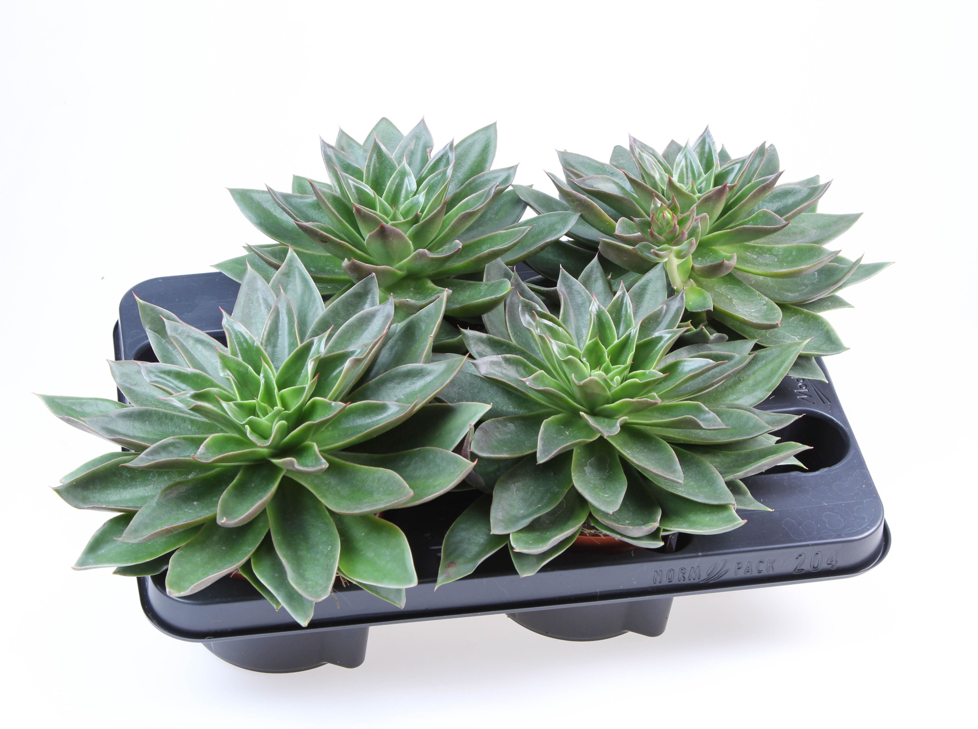 Echeveris Mexicana XL, D 12