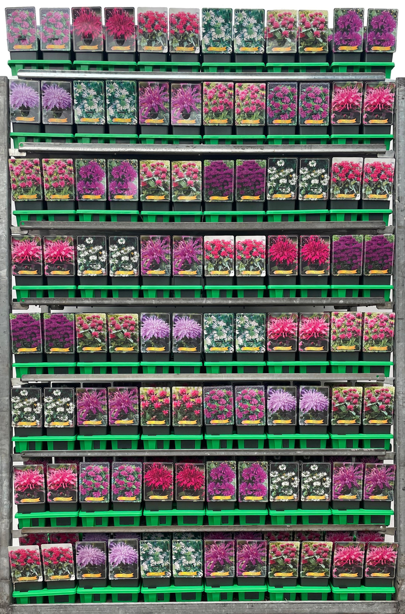 Monarda Mix CC P11, D 11