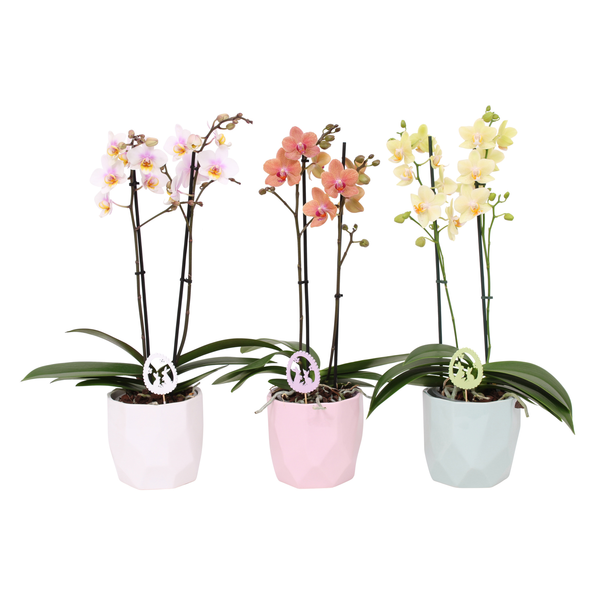 Phal. Multi 2-tak mix in keramiek BGC734 Vlakkenpot + bijsteker, D 12