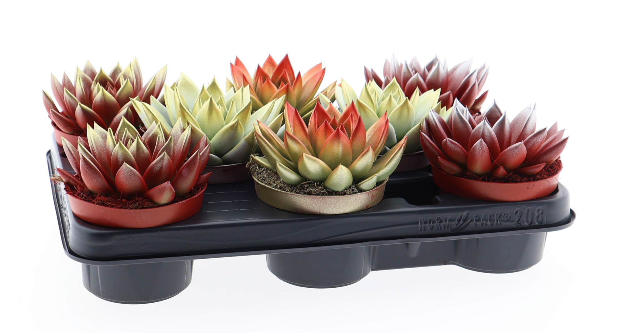 2 colors kerstmix, D 10,5