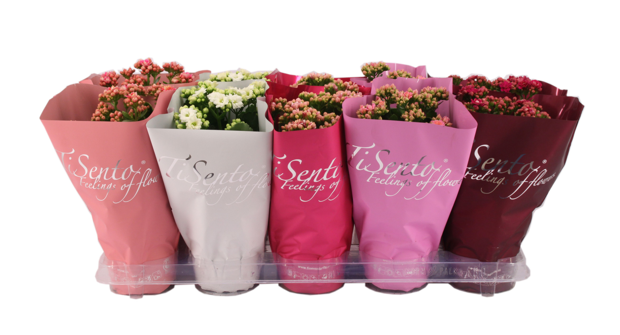 Calandiva 12 cm - Februari MIx, D 12