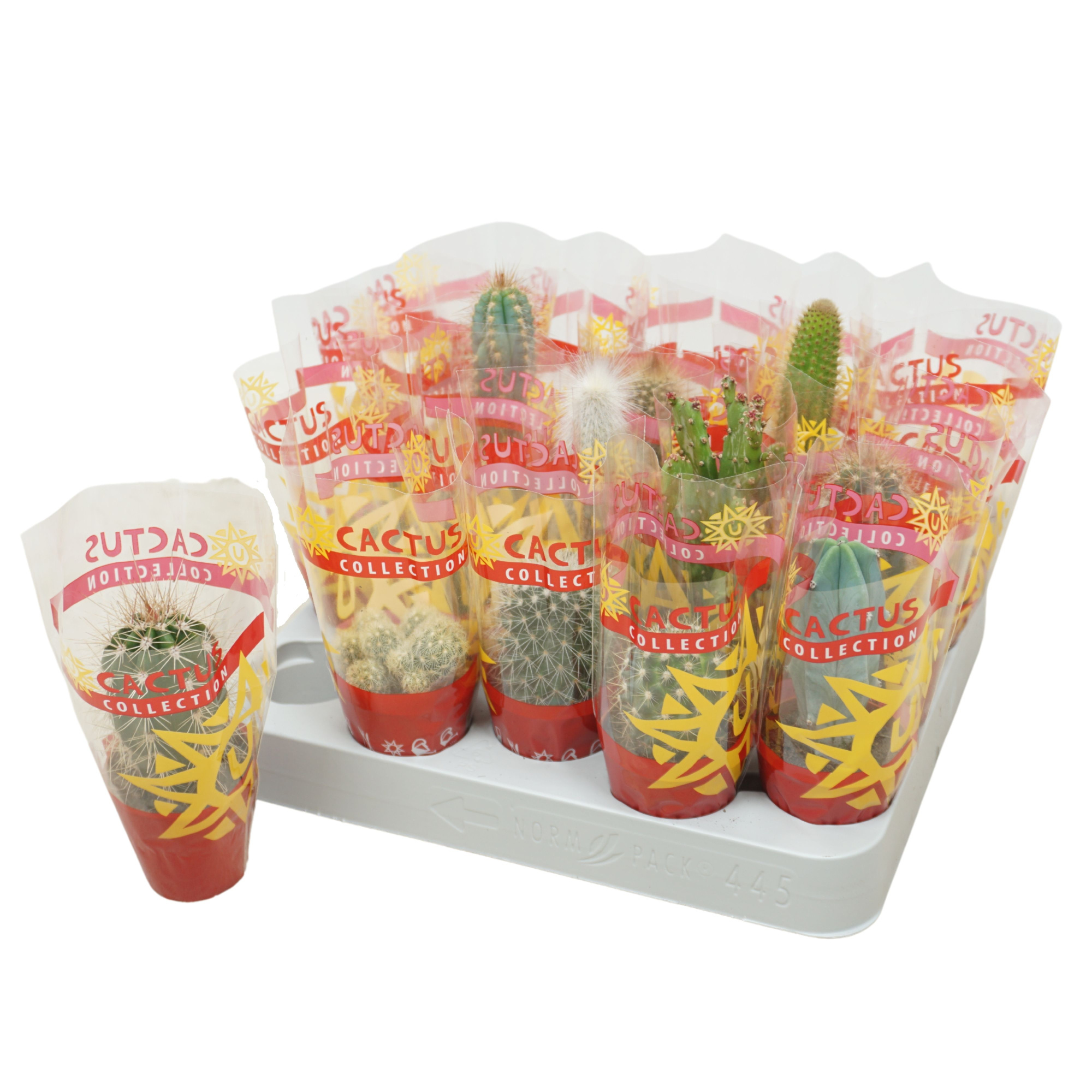 Cactus mix 5,5 cm in cactus hoes, D 5,5