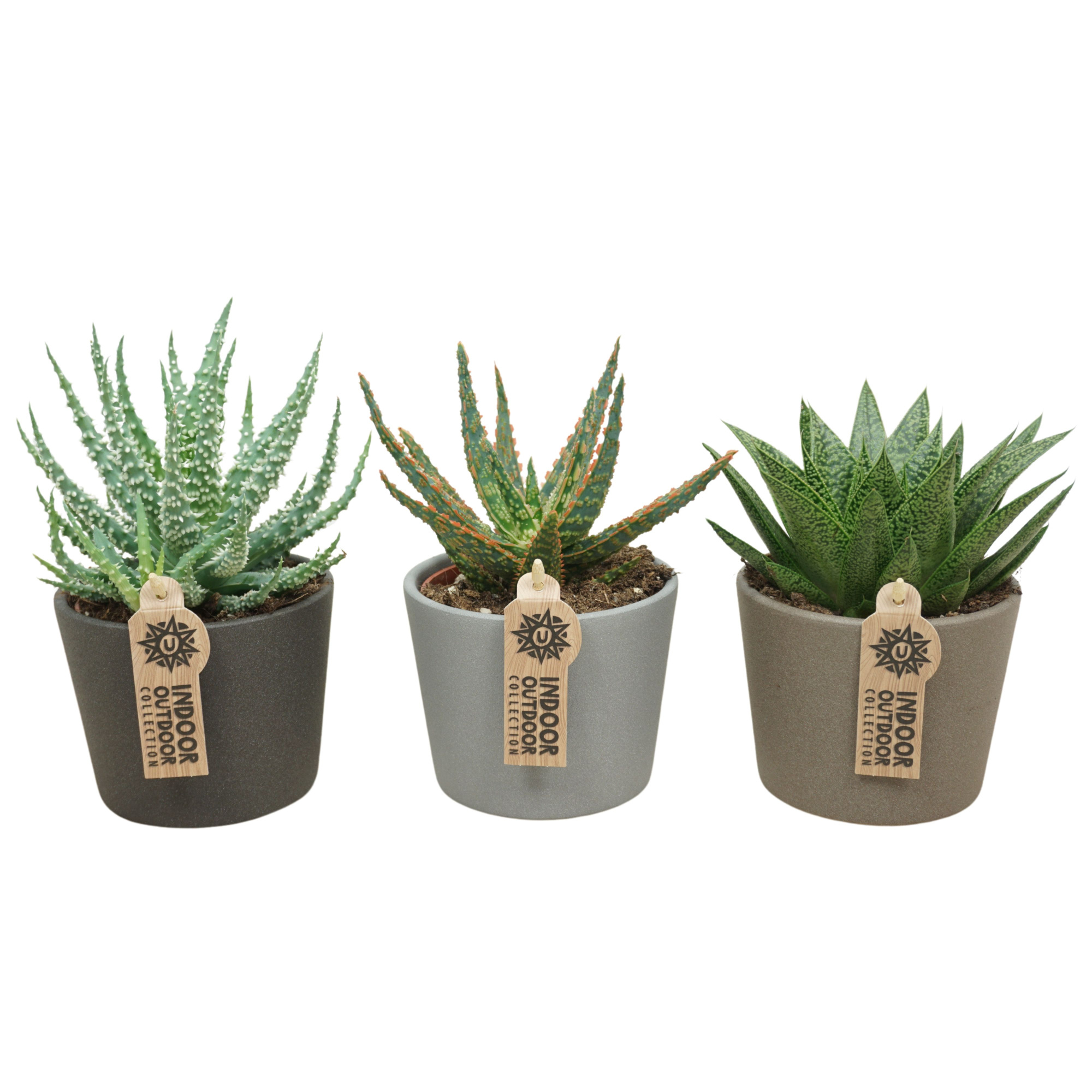 Aloë-Haworthia mix in 12 cm keramiek (3 assorti), D 10,5