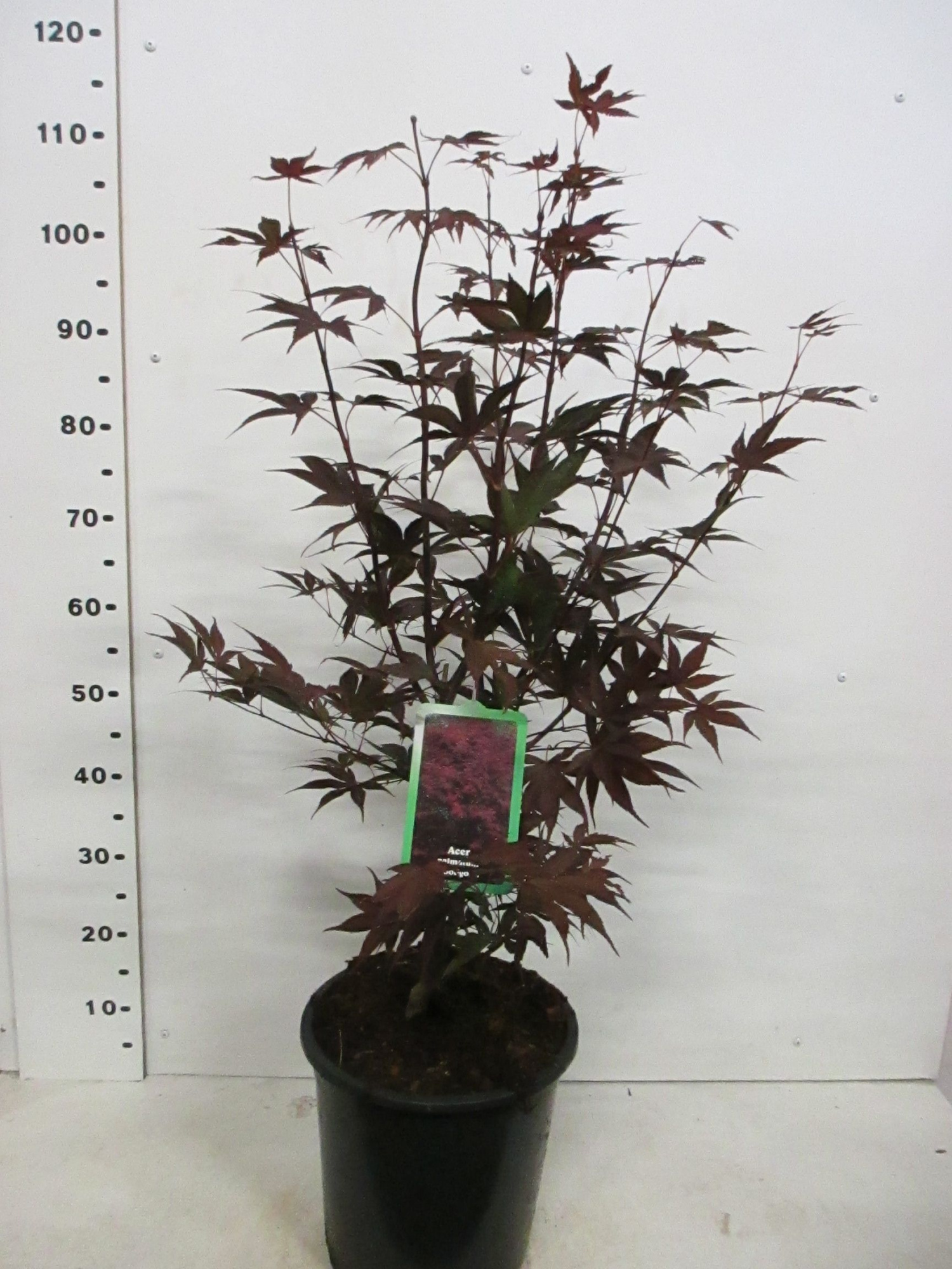 Acer palm. Bloodgood 60-80 P28, D 28