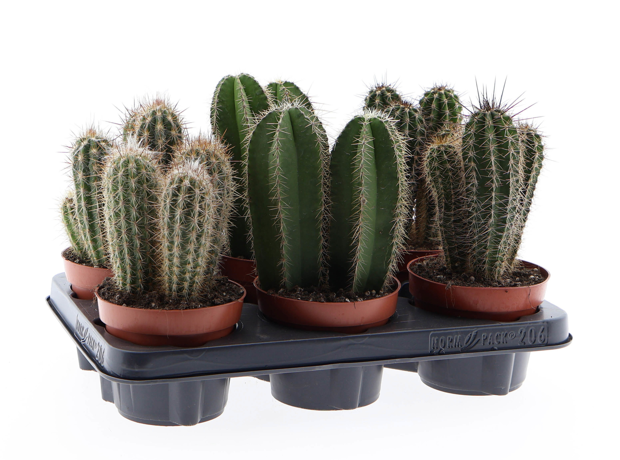 Cactus zuil mix, D 12