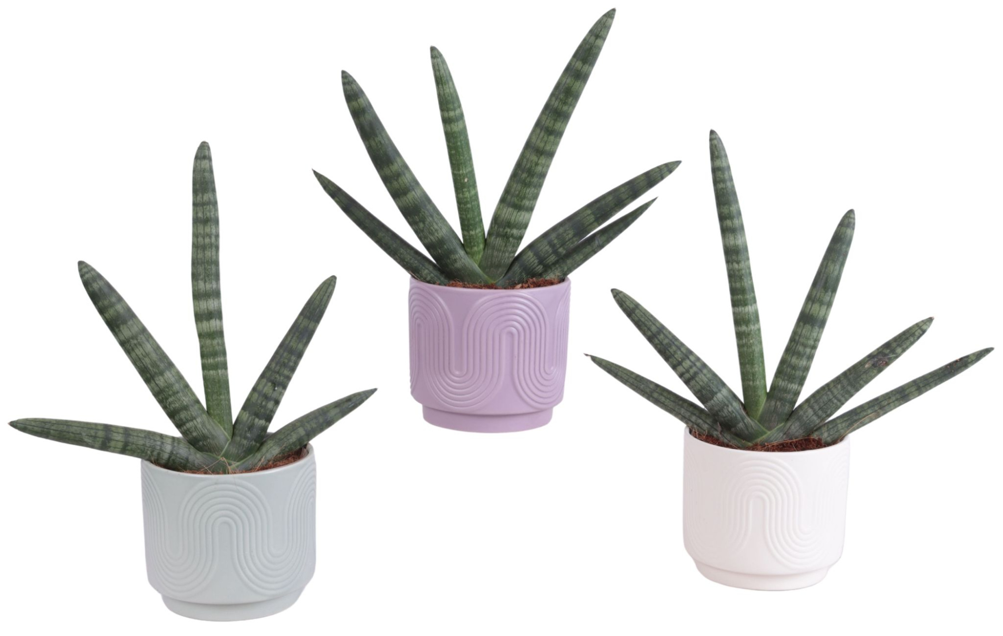 Sansevieria Cylindrica Handshake in Ø14cm Ceramic SE571, D 14