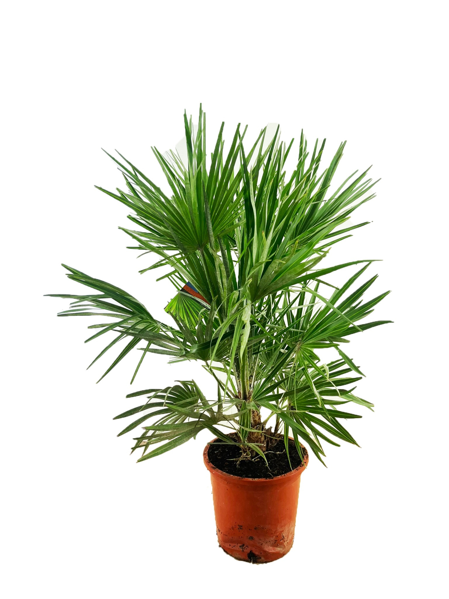 Chamaerops humilis, D 27