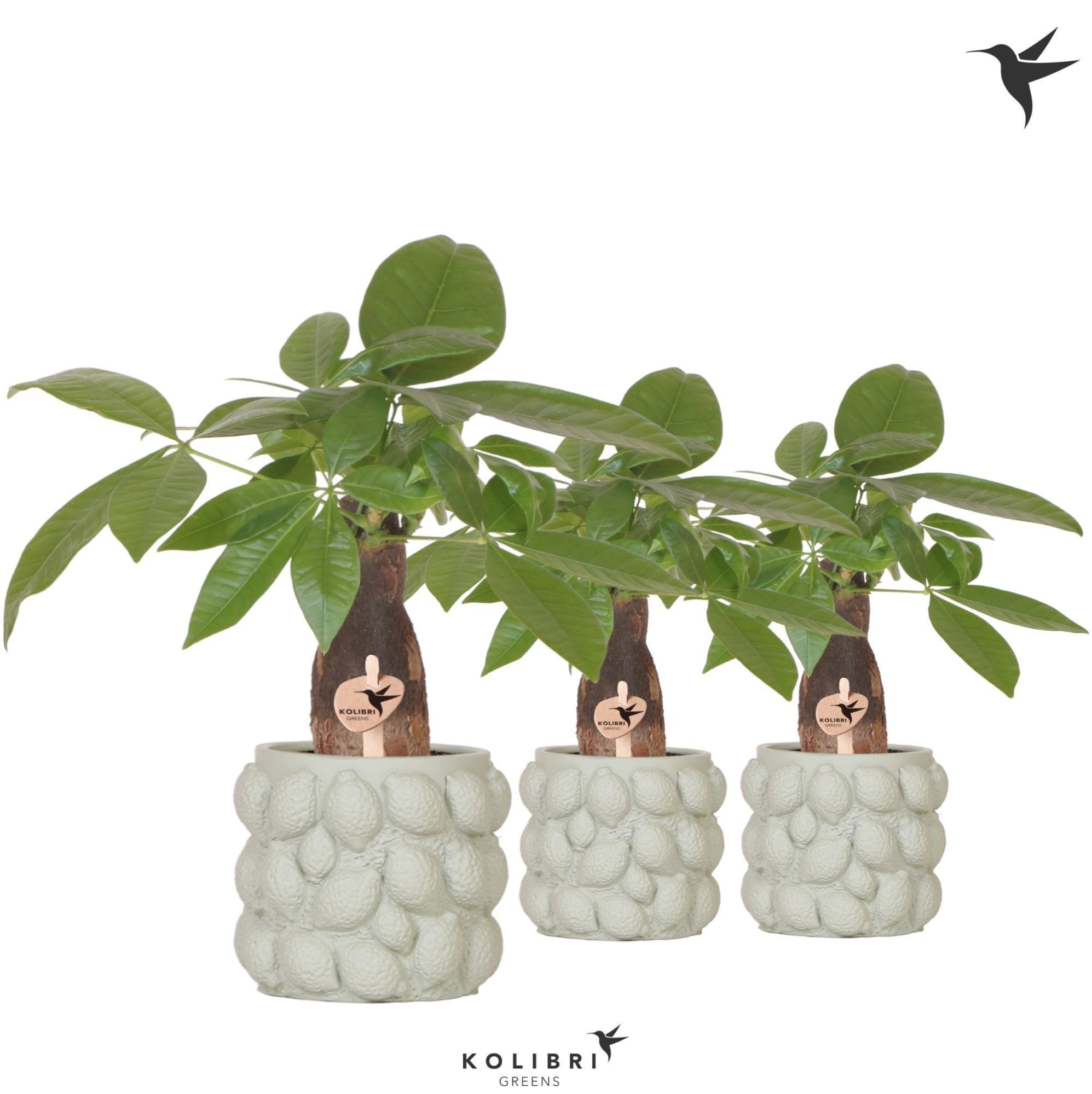 Kolibri Greens Pachira in Citrus pot green, D 9