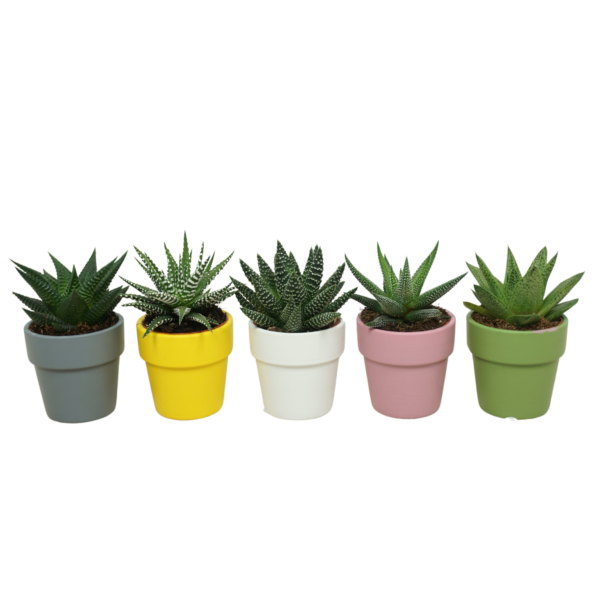 Aloë/Haworthia mix in 6 cm 'Durango Kraagpot', D 5,5