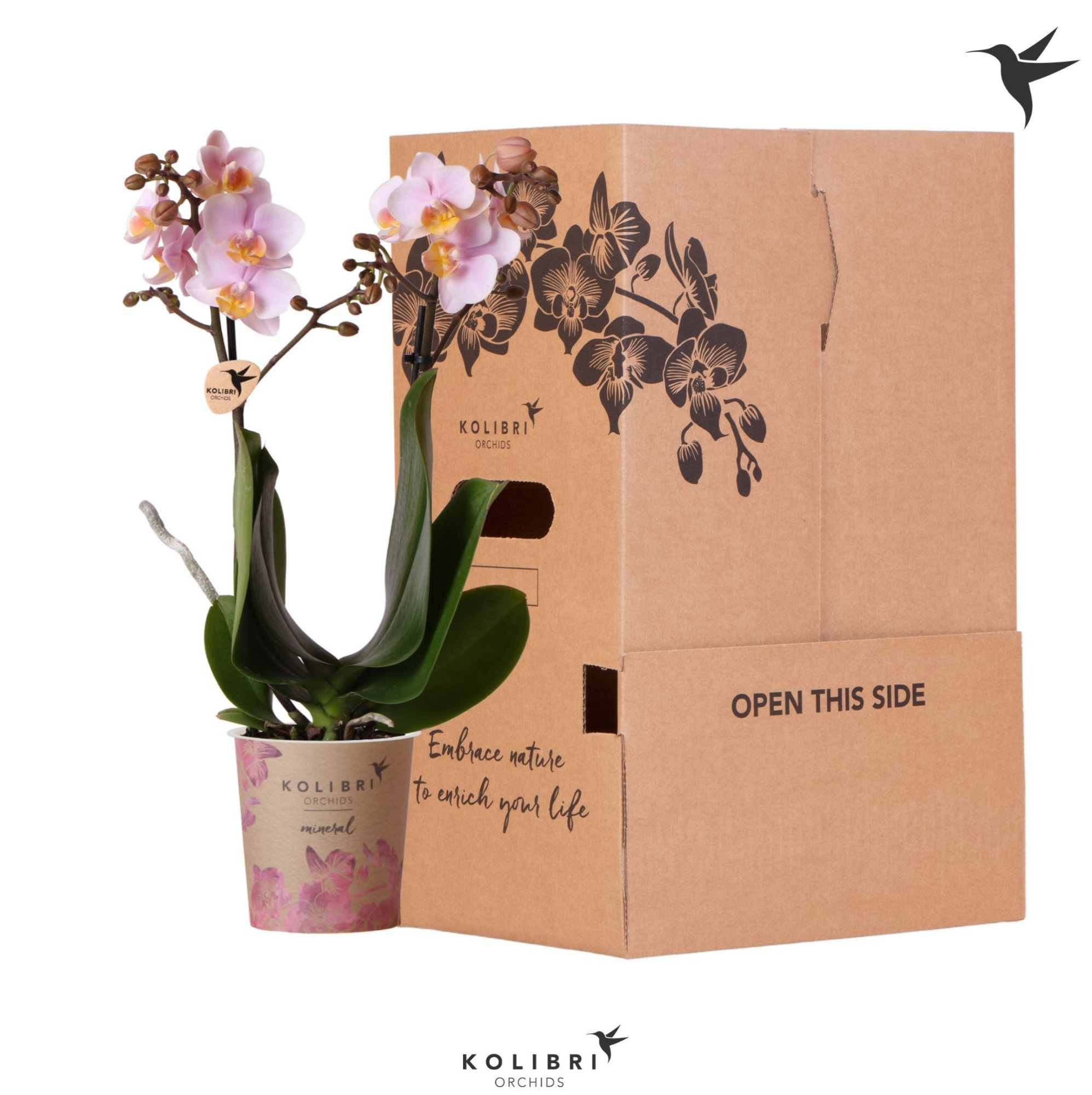 Kolibri Orchids Phalaenopsis Pink 2 spike no sleeve, D 9