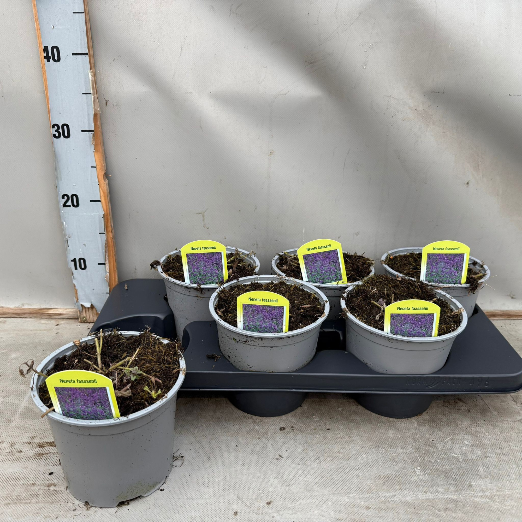 Nepeta Faassenii, D 15