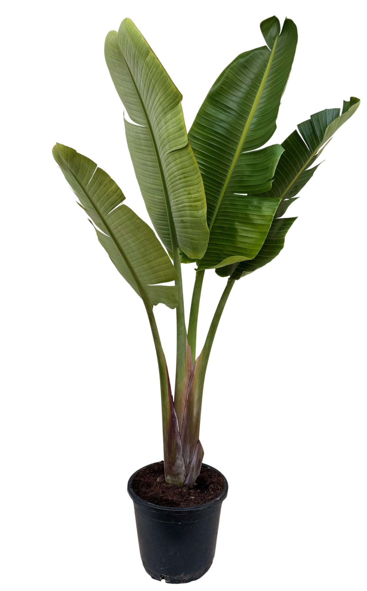 Strelitzia nicolai P35 1PP, D 35